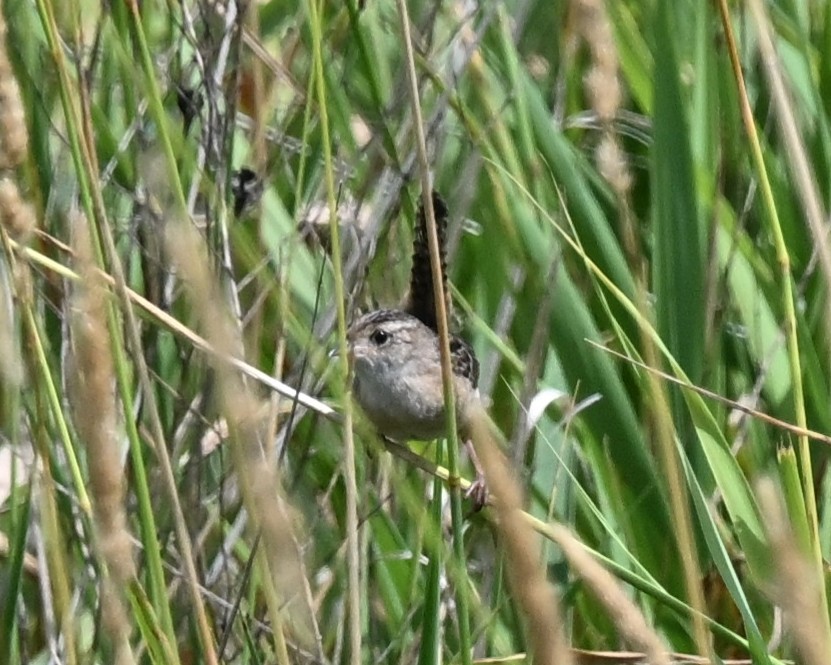 Sedge Wren - ML638719484