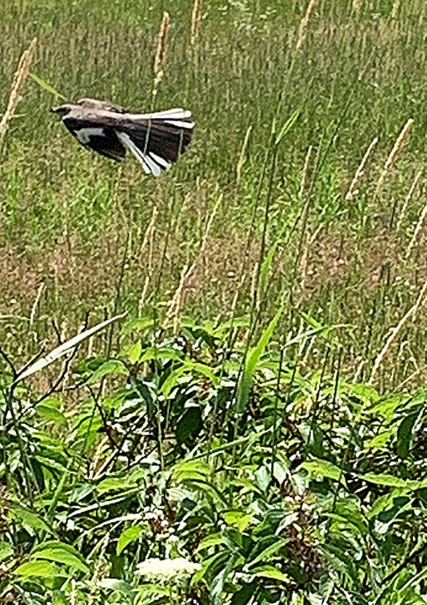 Northern Mockingbird - ML638719485
