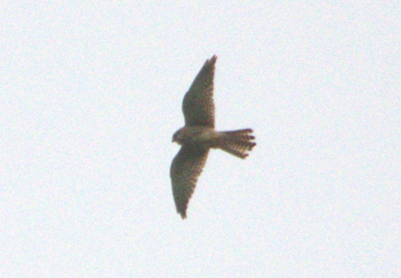 Eurasian Kestrel - ML638719489