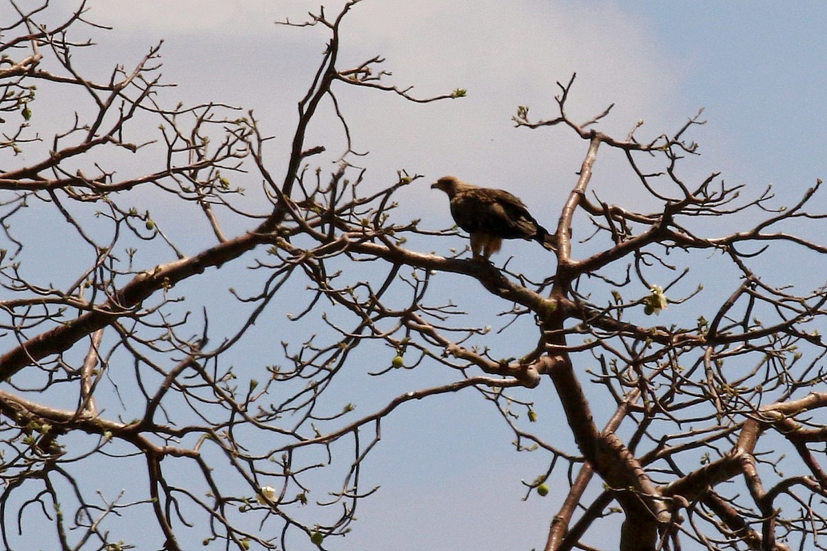 Tawny Eagle - ML638719538