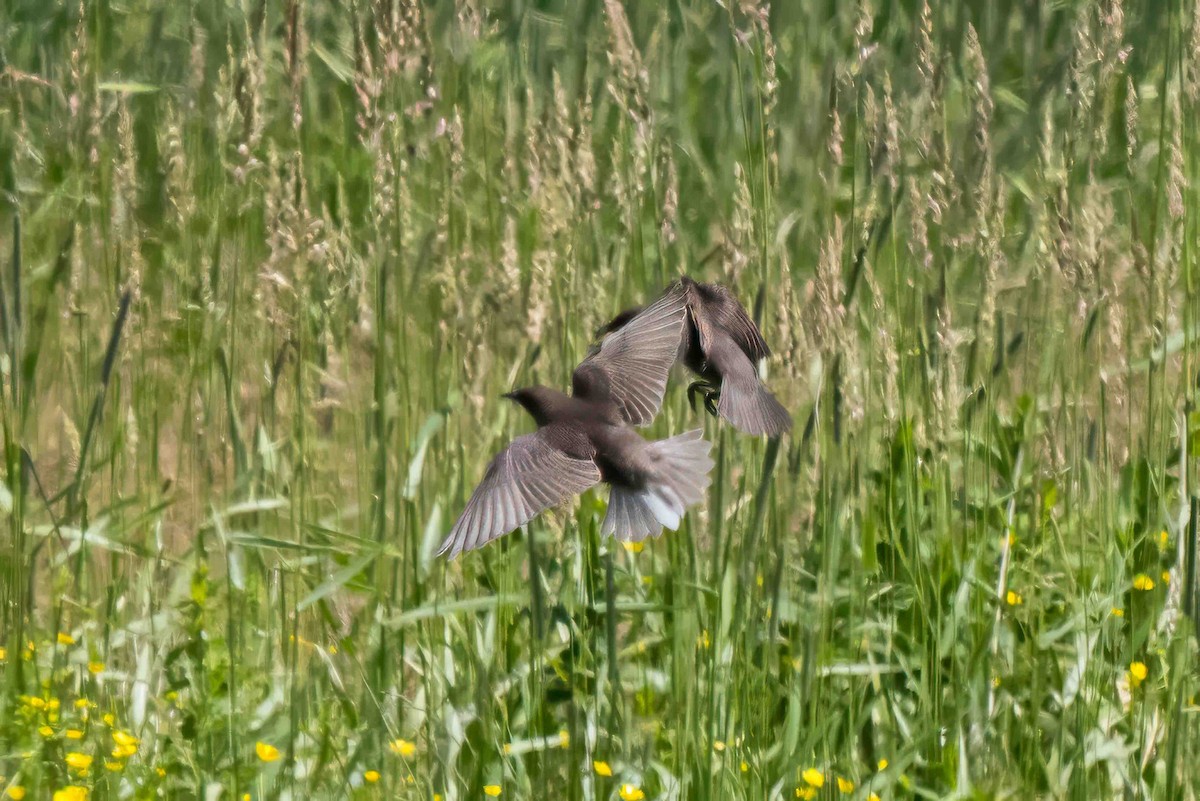 European Starling - ML638719570