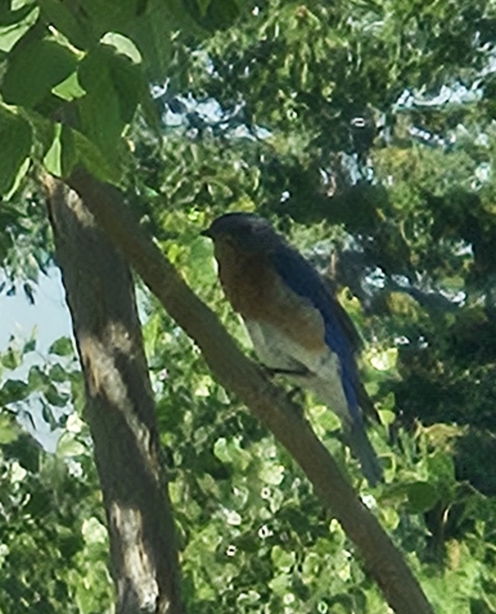 Eastern Bluebird - ML638719588