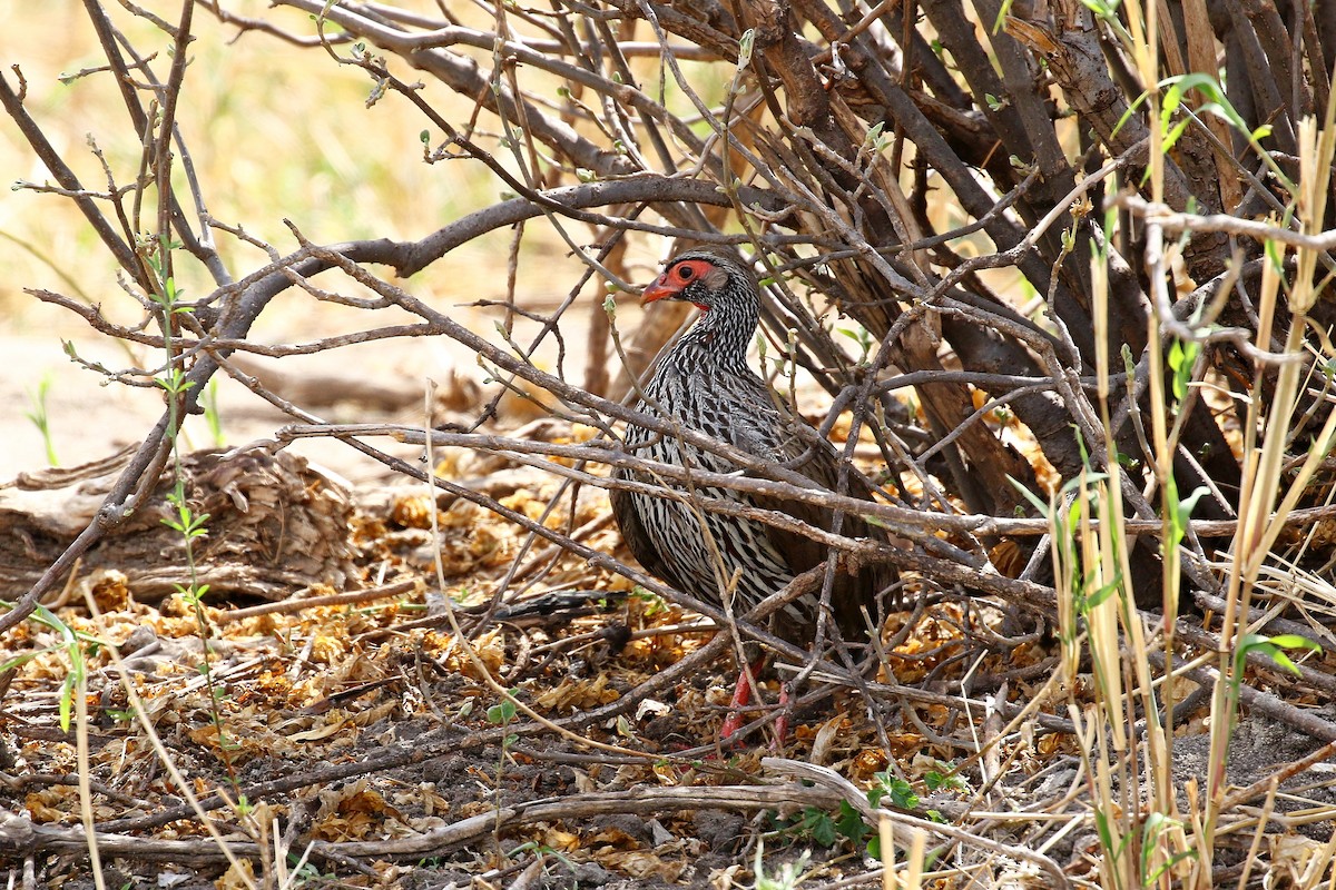 Francolin à gorge rouge - ML638719608