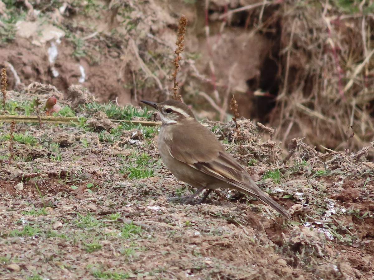 Buff-winged Cinclodes - ML638719617