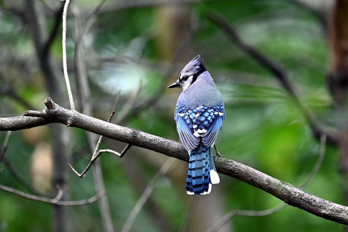 Blue Jay - ML638719635