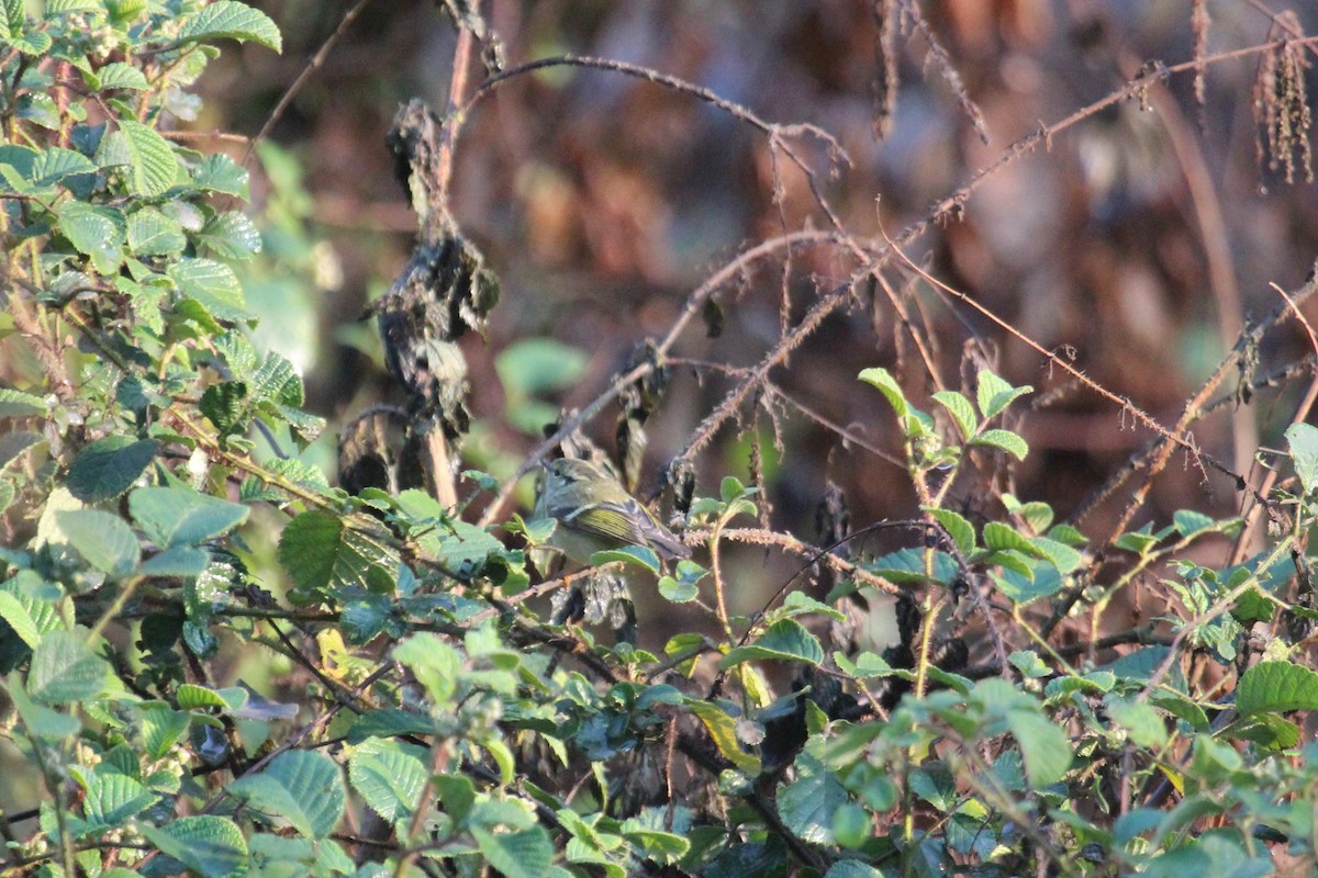 Lemon-rumped Warbler - ML638719658