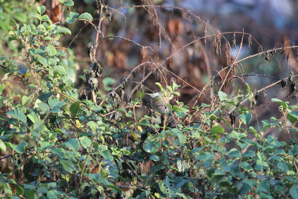 Lemon-rumped Warbler - ML638719670