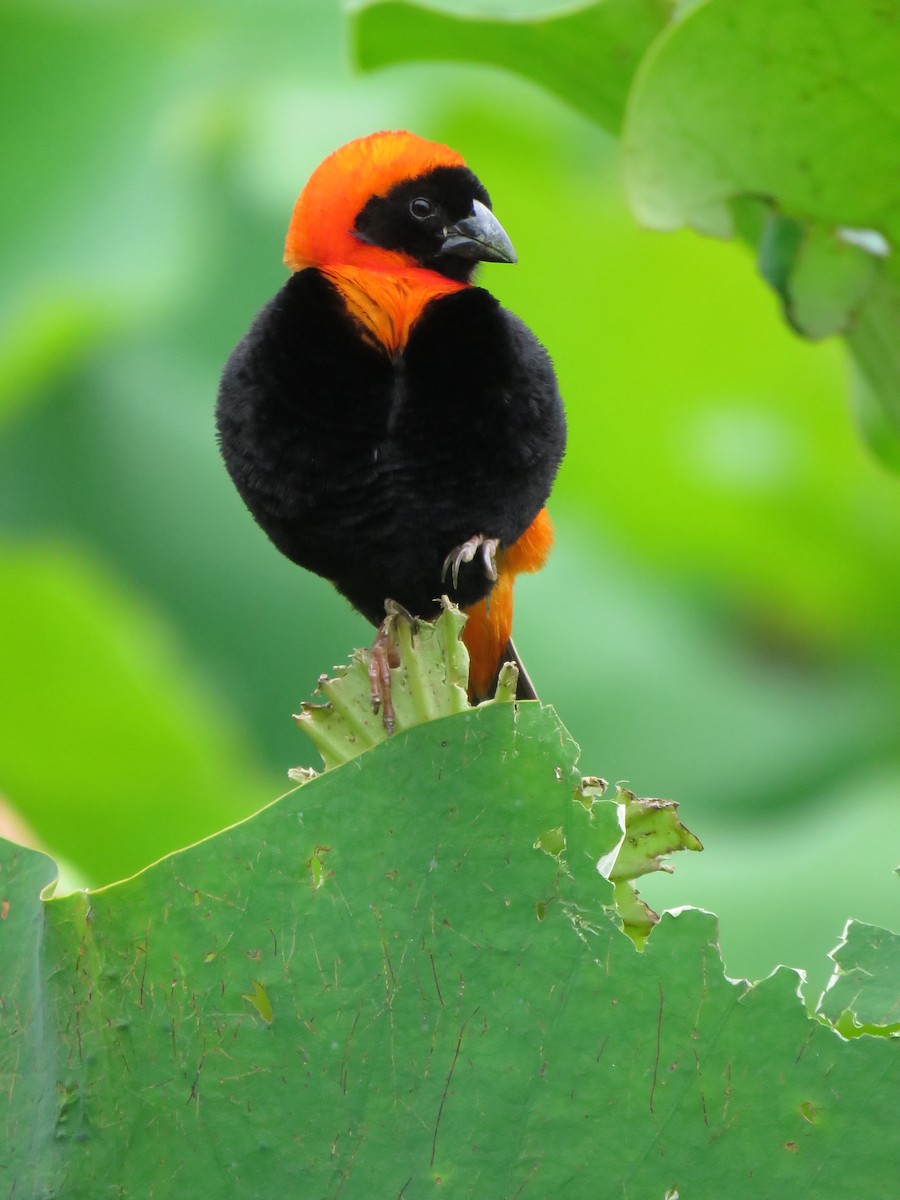 Southern Red Bishop - ML638719684