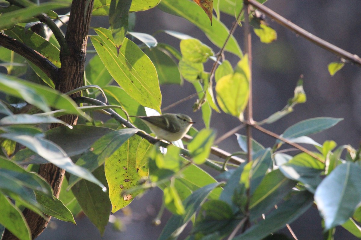 Lemon-rumped Warbler - ML638719720