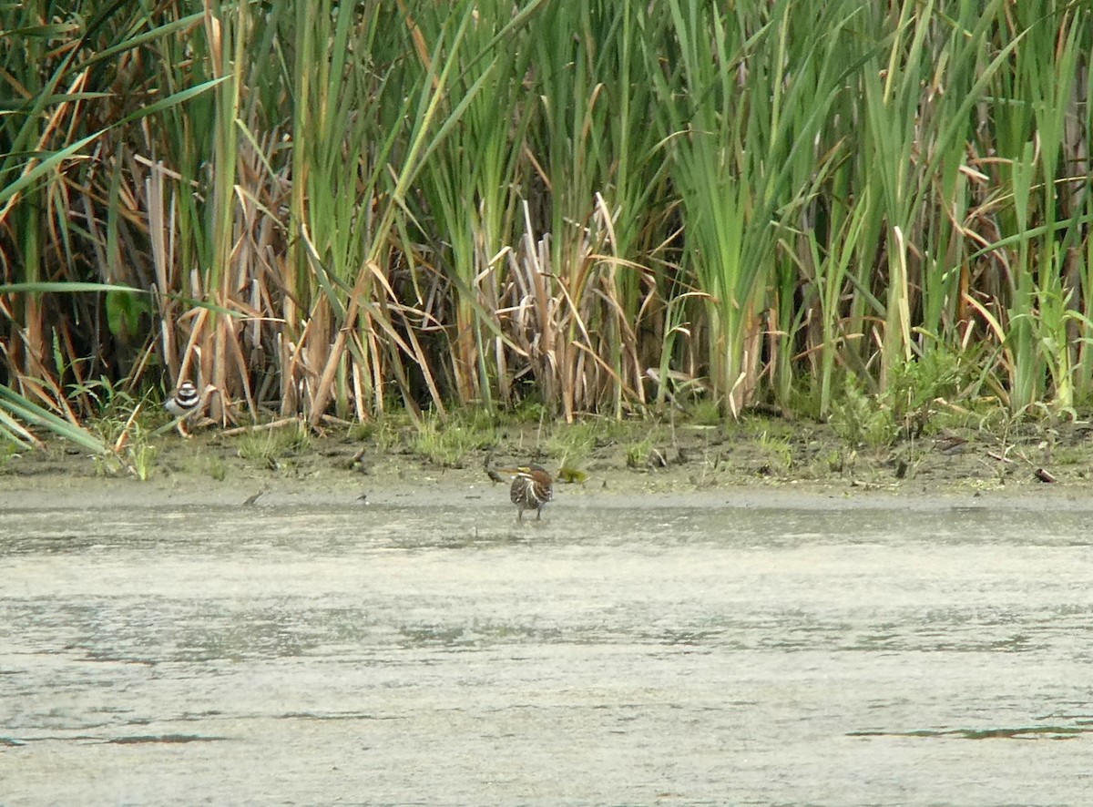 Green Heron - ML638719744