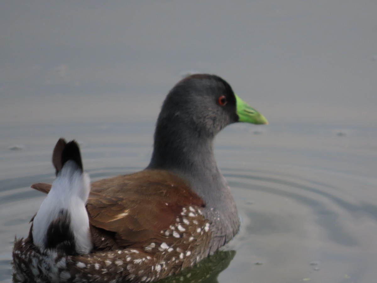 Spot-flanked Gallinule - ML638719769