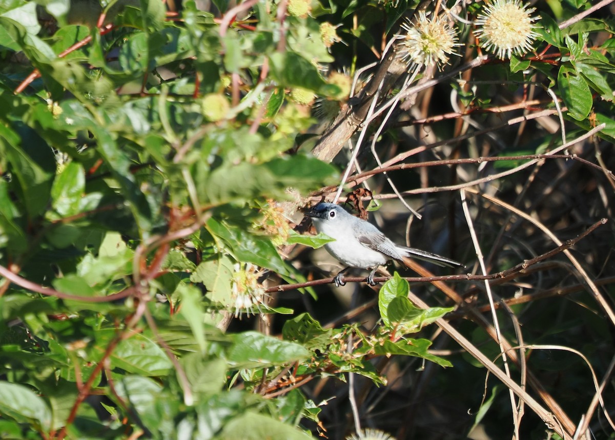 Blue-gray Gnatcatcher - ML638719773