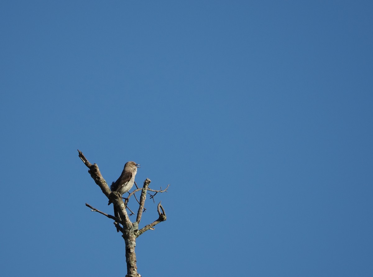 Northern Mockingbird - ML638719783