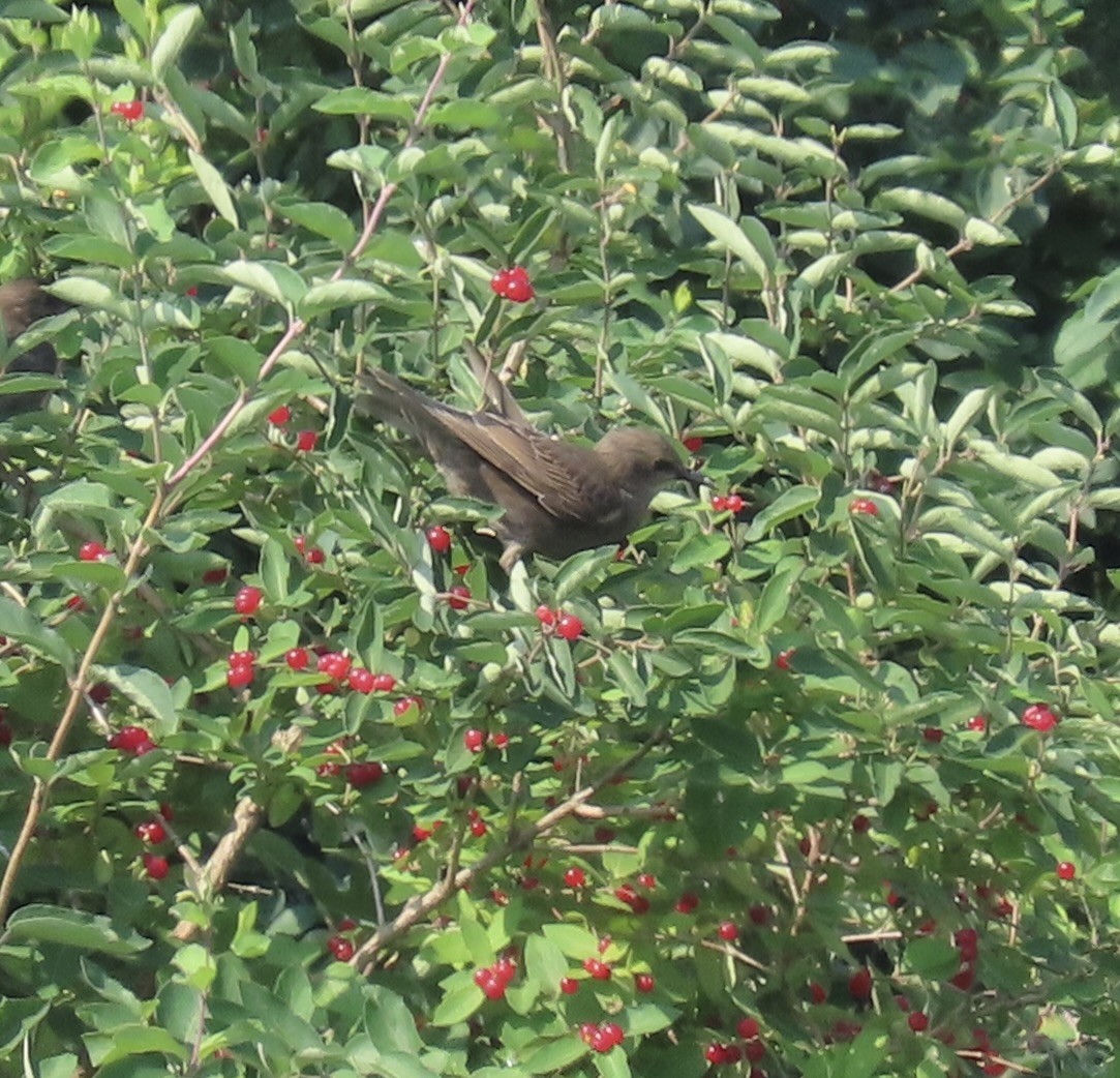 European Starling - ML638719784