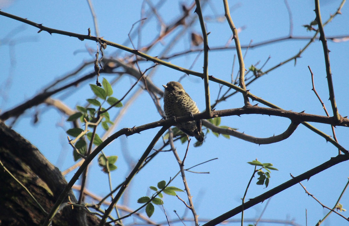 Speckled Piculet - ML638719796