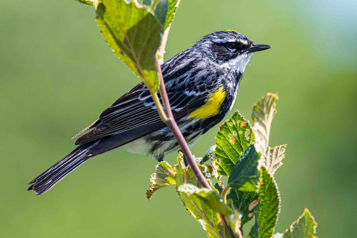 Yellow-rumped Warbler - ML638719797