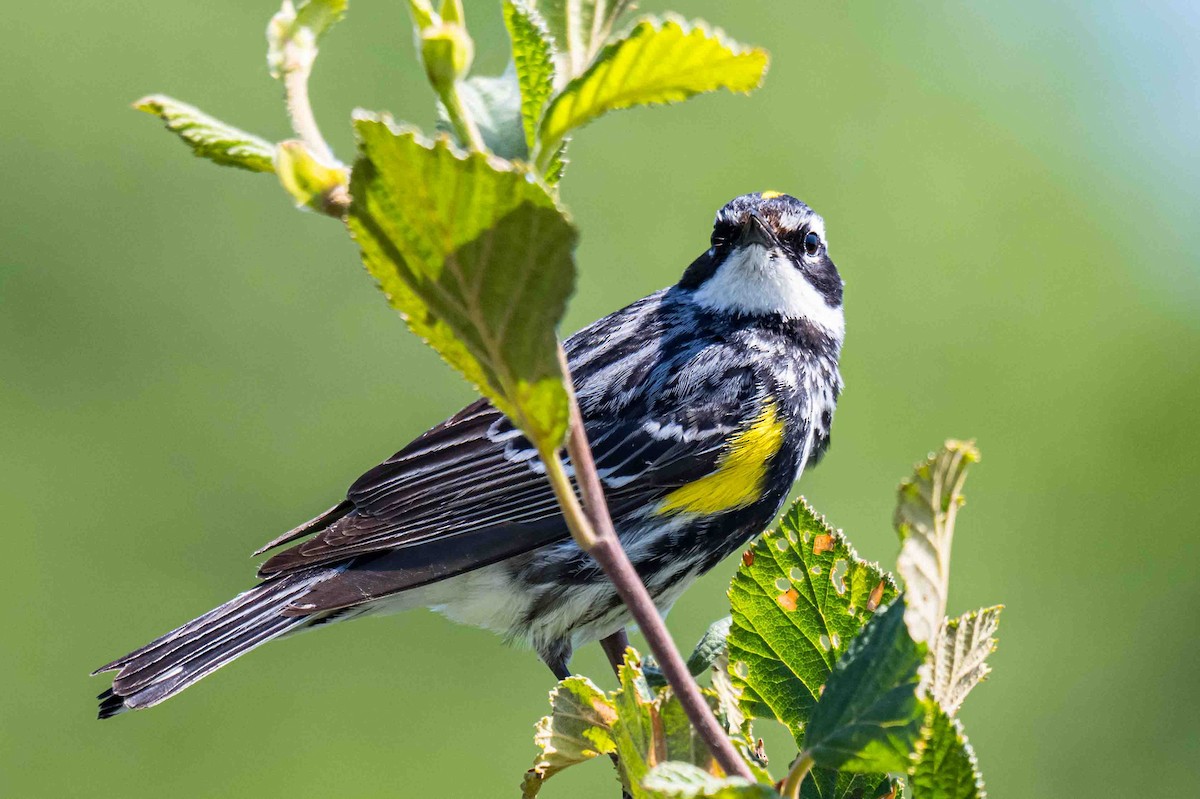 Yellow-rumped Warbler - ML638719799