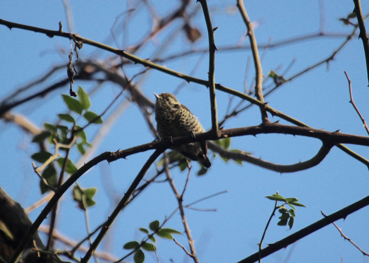 Speckled Piculet - ML638719830
