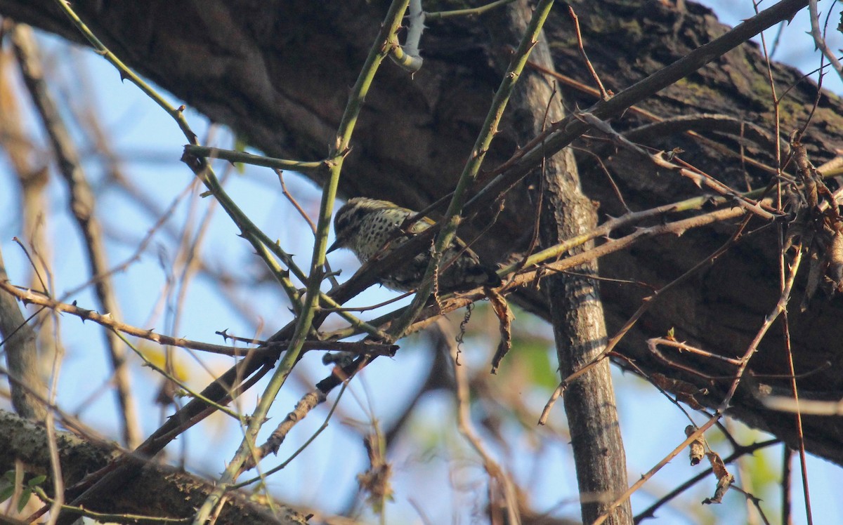 Speckled Piculet - ML638719833