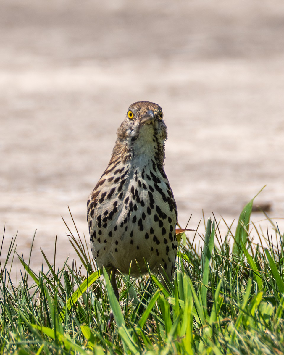 Brown Thrasher - ML638719855