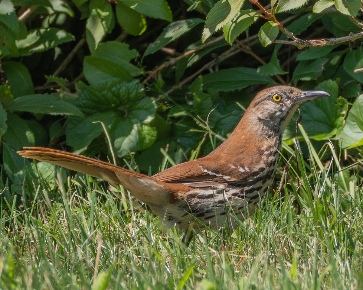 Brown Thrasher - ML638719856