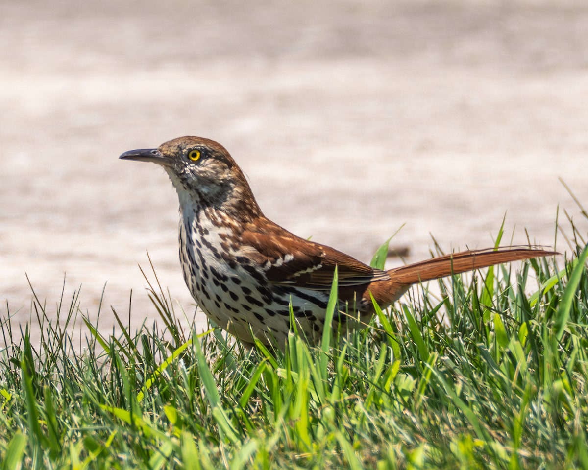 Brown Thrasher - ML638719857