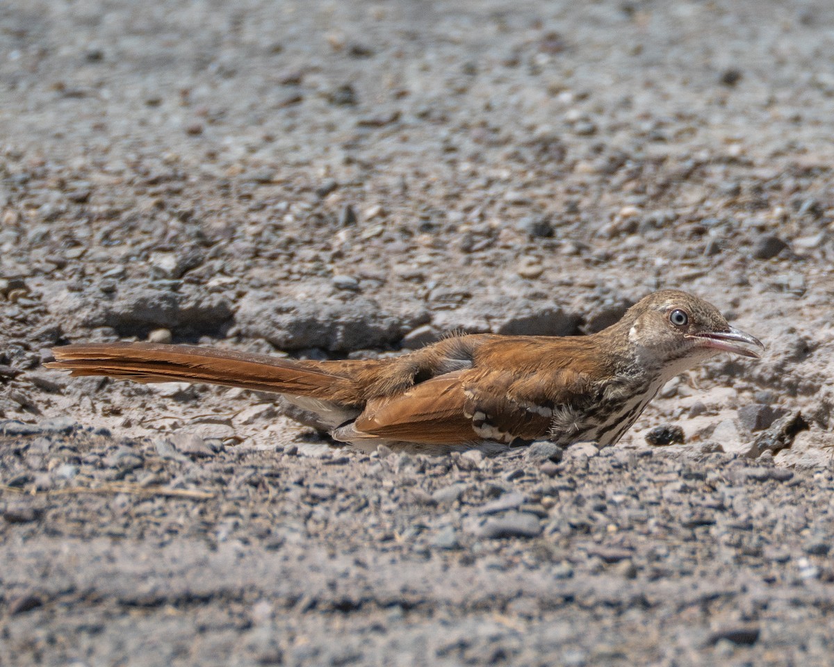 Brown Thrasher - ML638719858