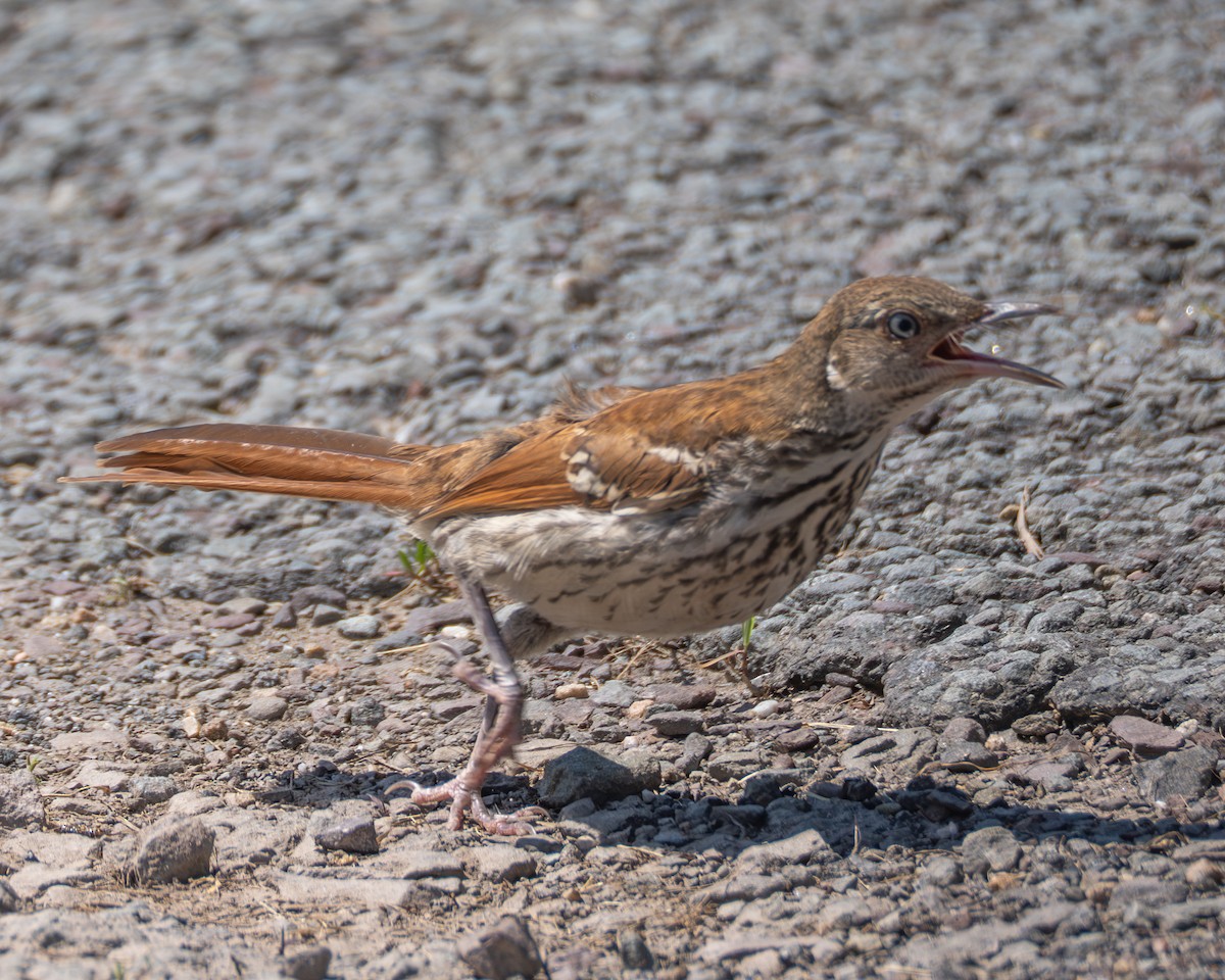 Brown Thrasher - ML638719859