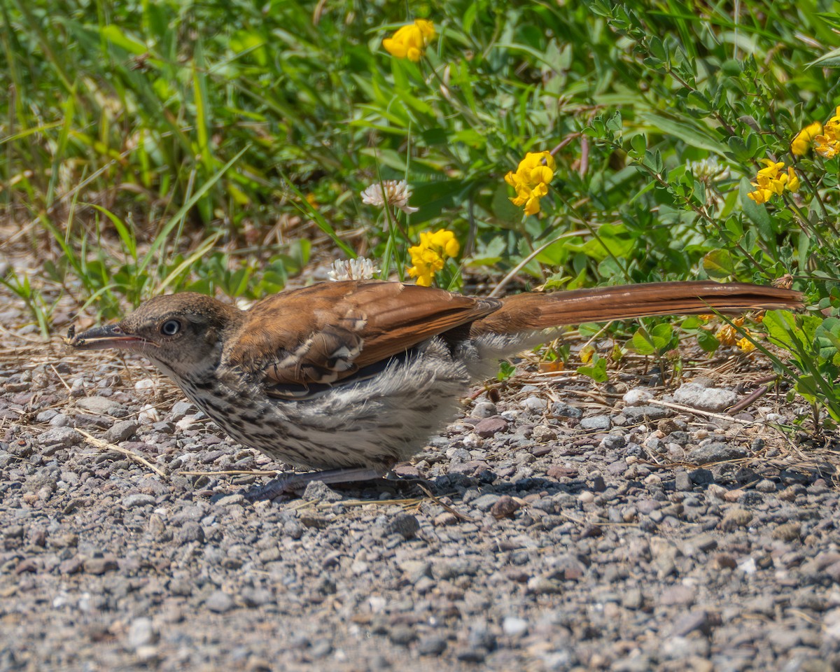 Brown Thrasher - ML638719860