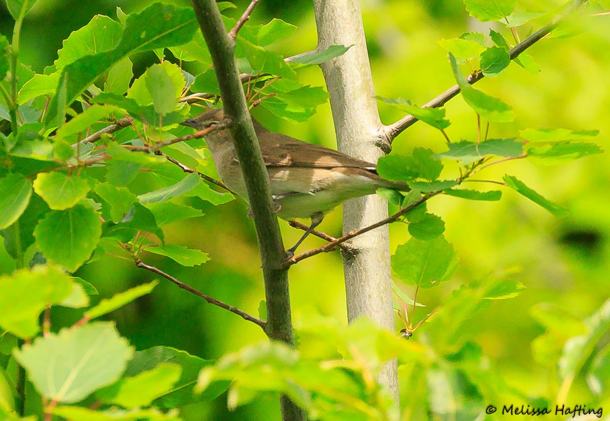 Garden Warbler - ML638719884