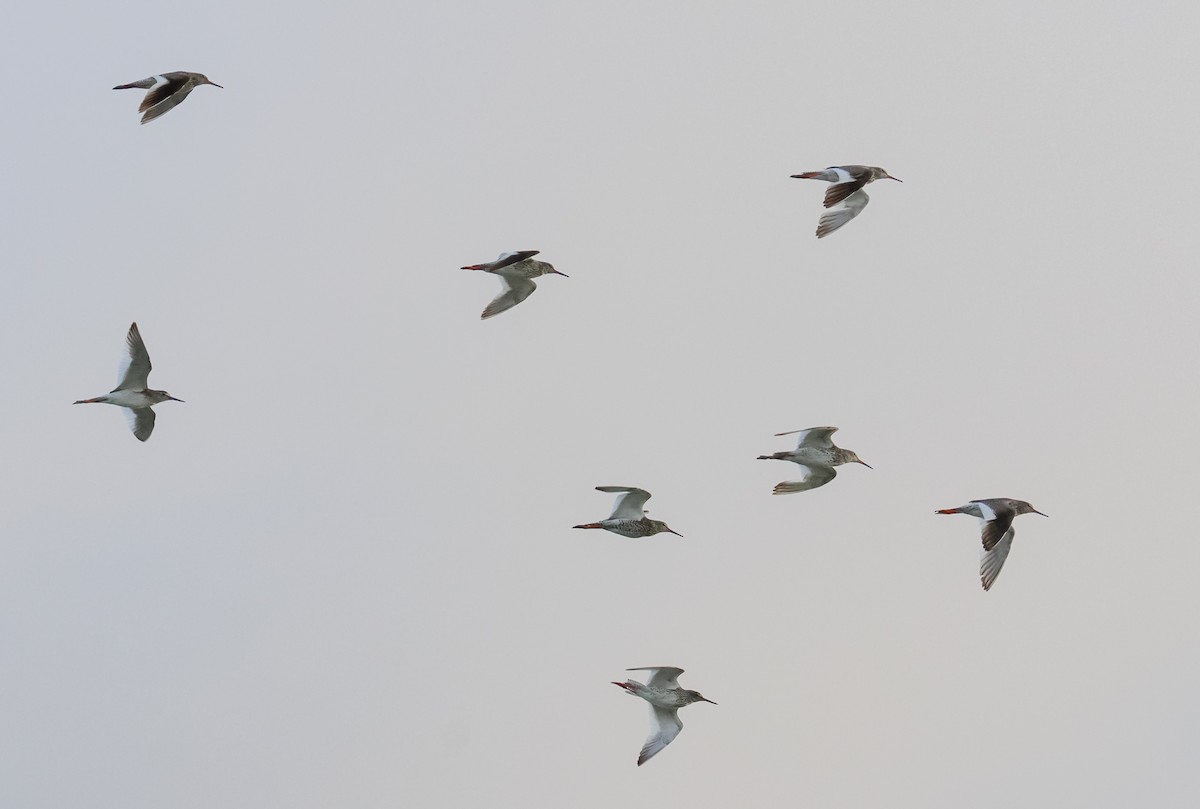 Common Redshank - ML638719885
