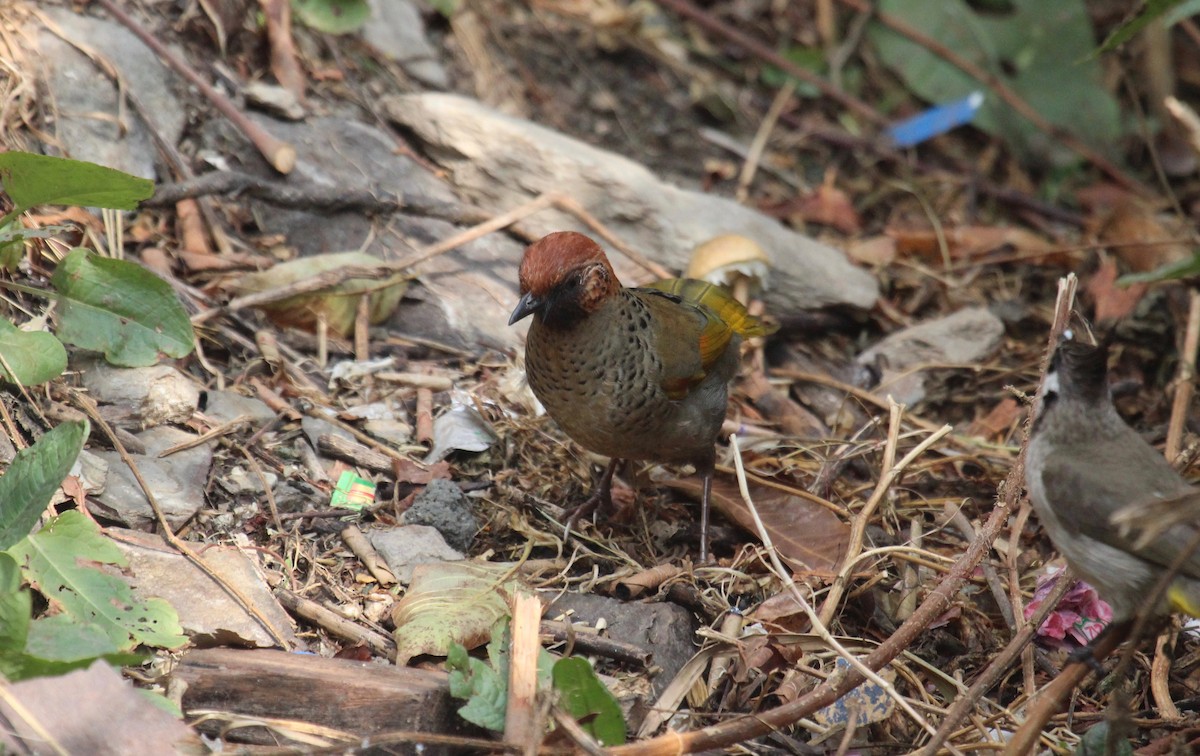 Chestnut-crowned Laughingthrush - ML638719887