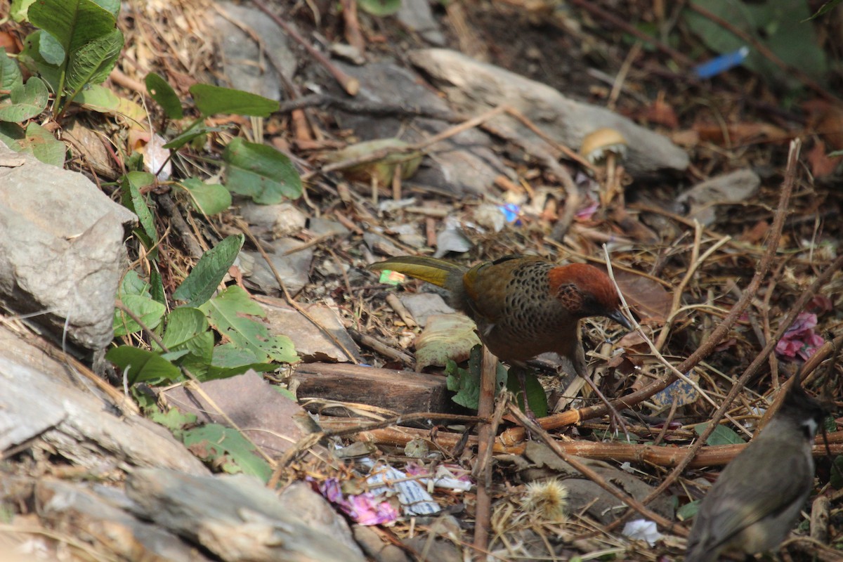 Chestnut-crowned Laughingthrush - ML638719905