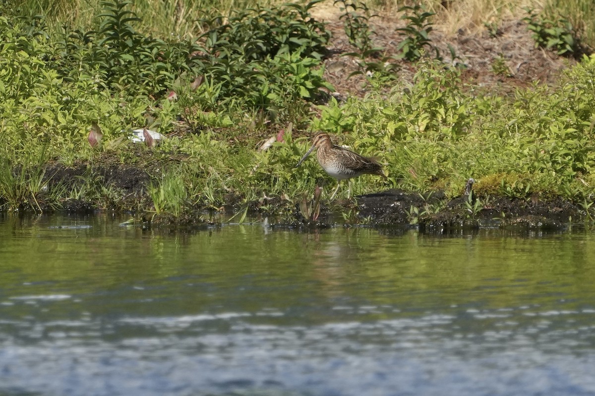 Wilson's Snipe - ML638719924