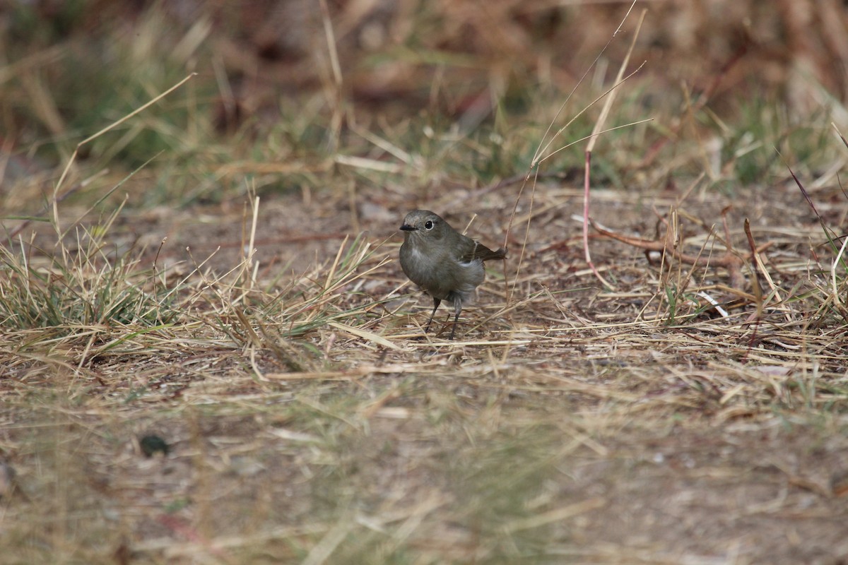 Blue-capped Redstart - ML638719926
