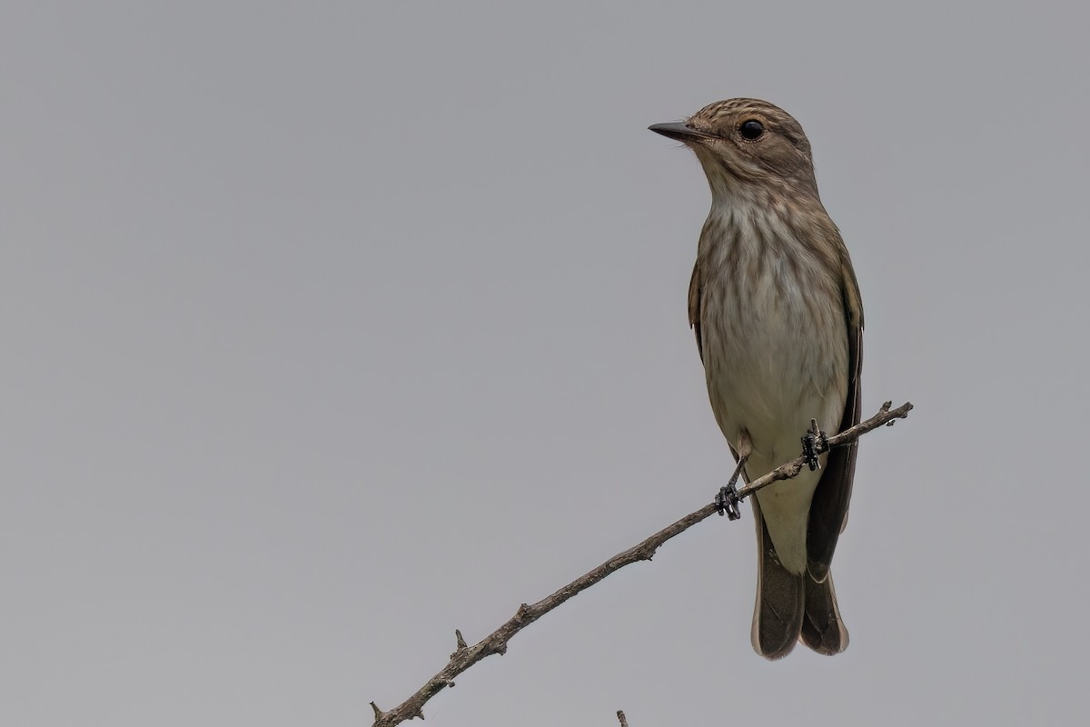 Spotted Flycatcher (Spotted) - ML638719951