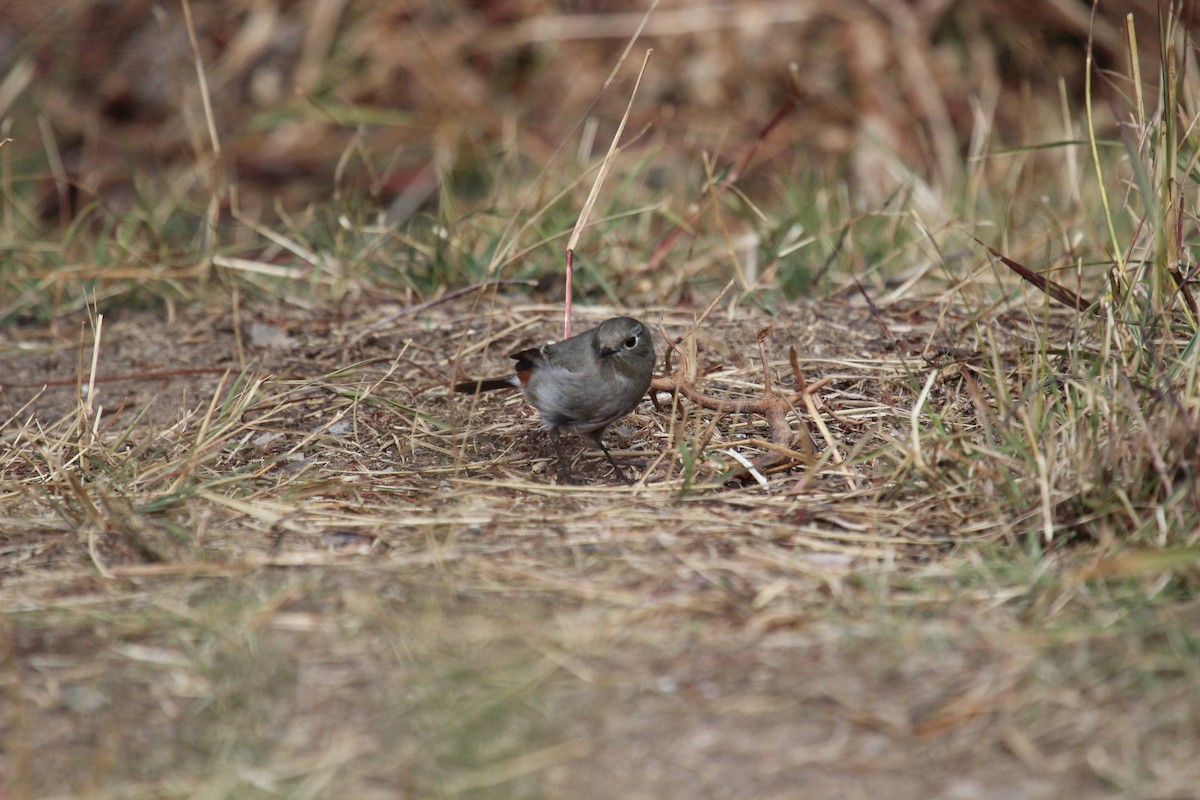 Blue-capped Redstart - ML638719977