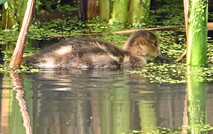 Canard d'Amérique - ML638720009