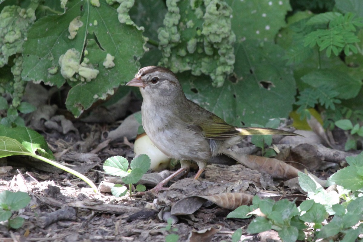 Olive Sparrow - ML638720010