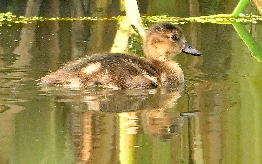 Canard d'Amérique - ML638720016