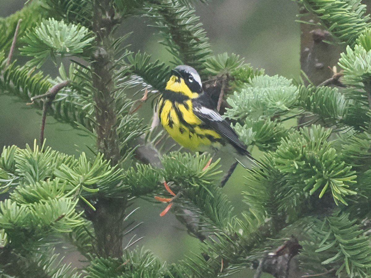 Magnolia Warbler - ML638720026