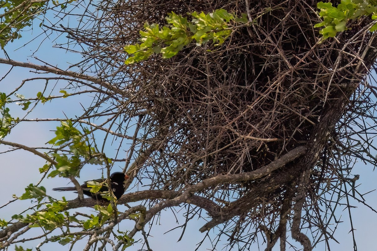 Red-billed Buffalo-Weaver - ML638720067