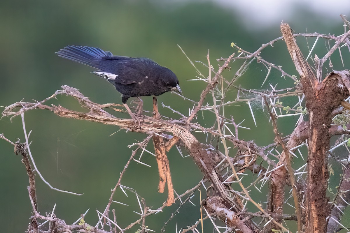 Red-billed Buffalo-Weaver - ML638720069