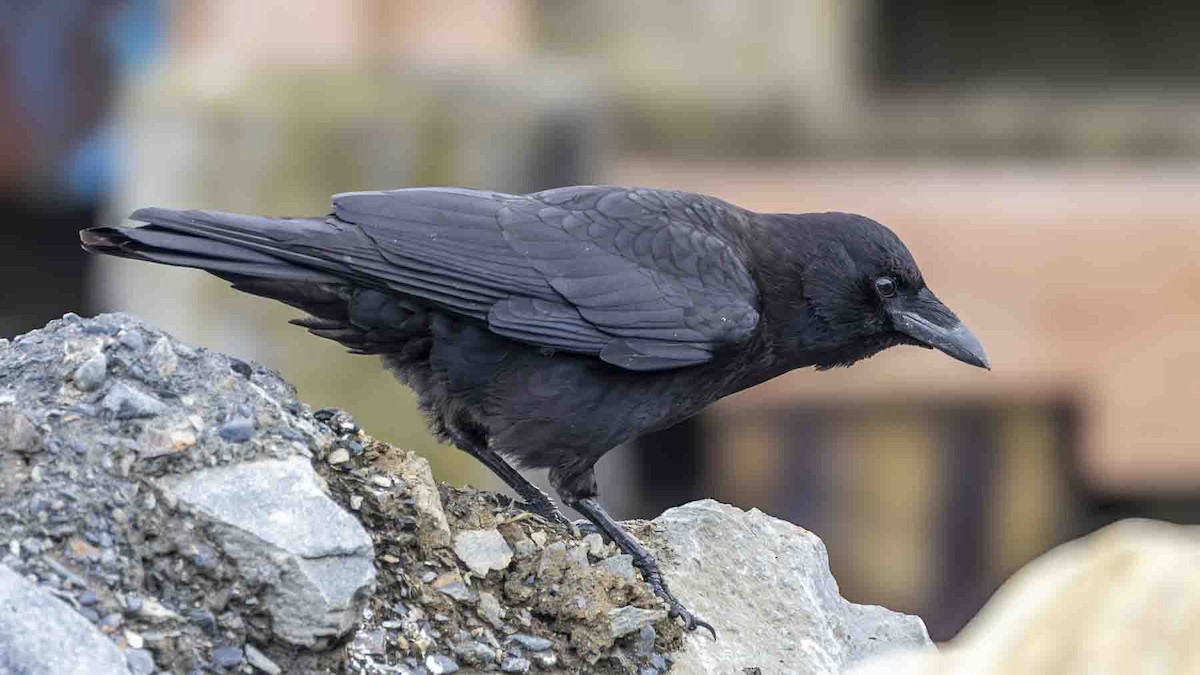 American Crow - ML638720072