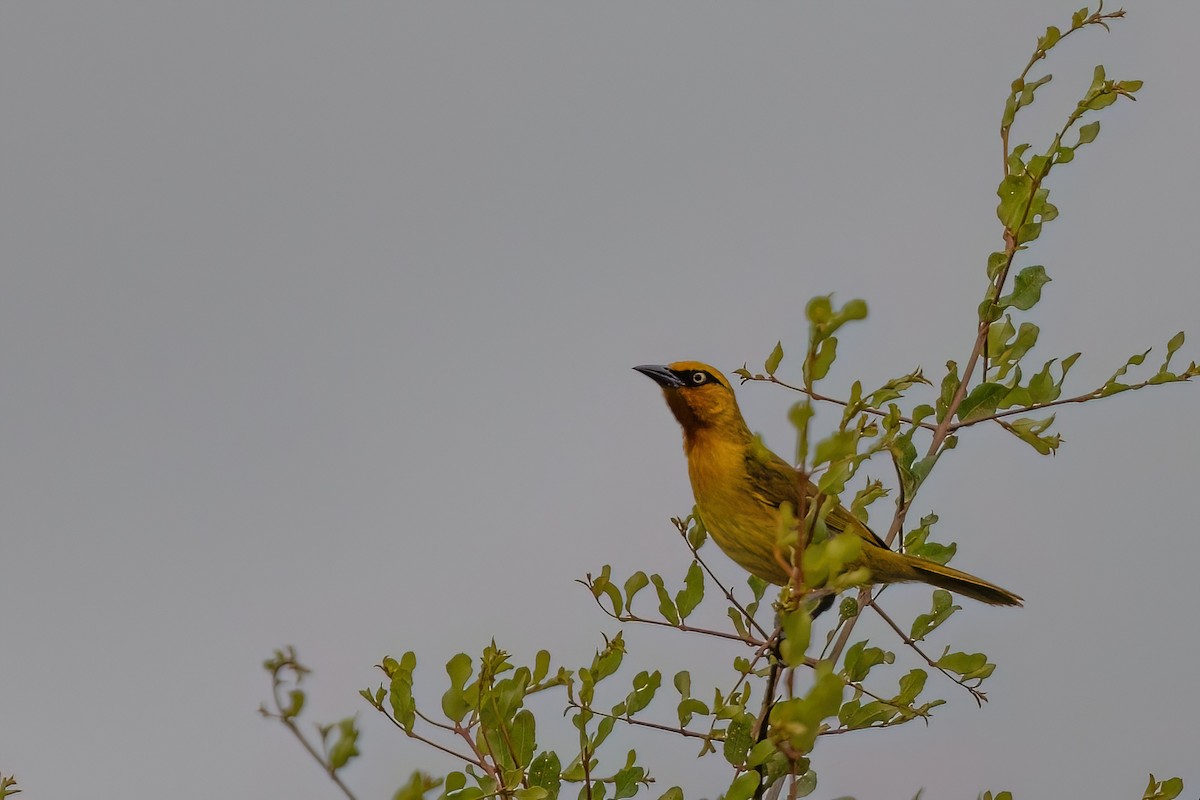 Spectacled Weaver (Black-throated) - ML638720075