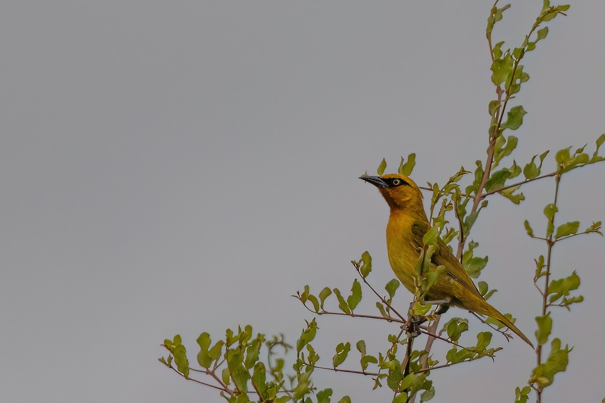 Spectacled Weaver (Black-throated) - ML638720076