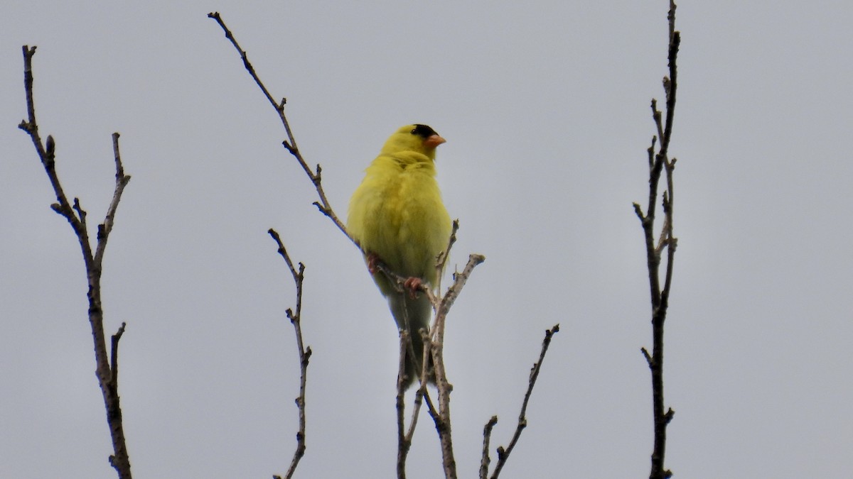 gulstillits - ML638720091