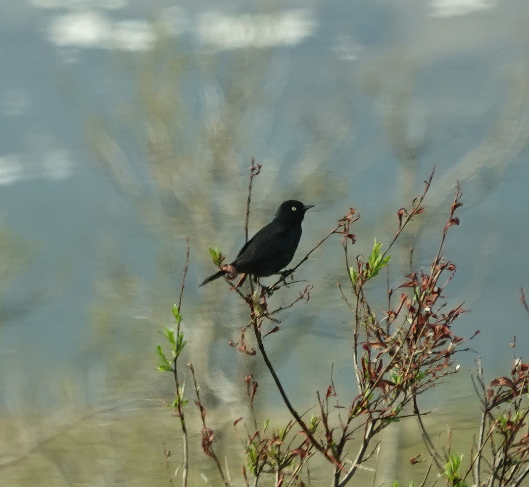 Quiscale rouilleux - ML638720136