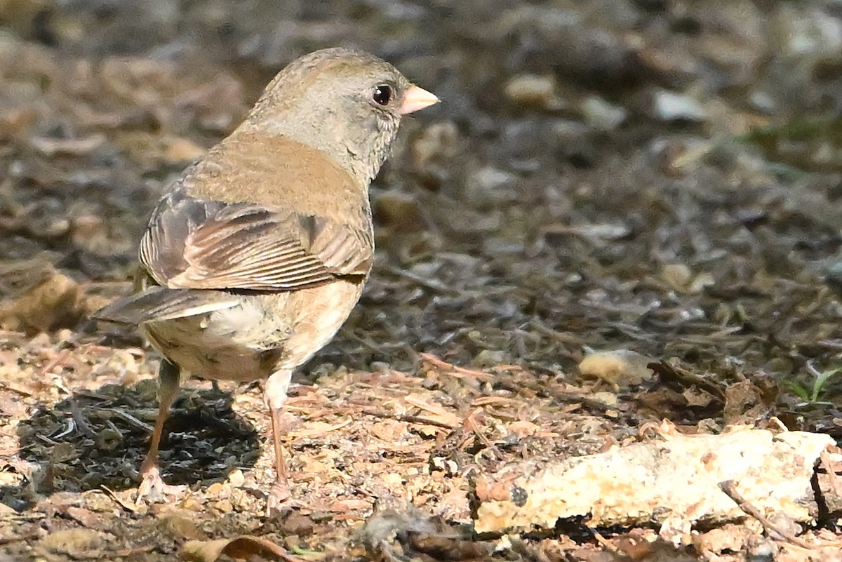 Dark-eyed Junco (cismontanus) - ML638720160