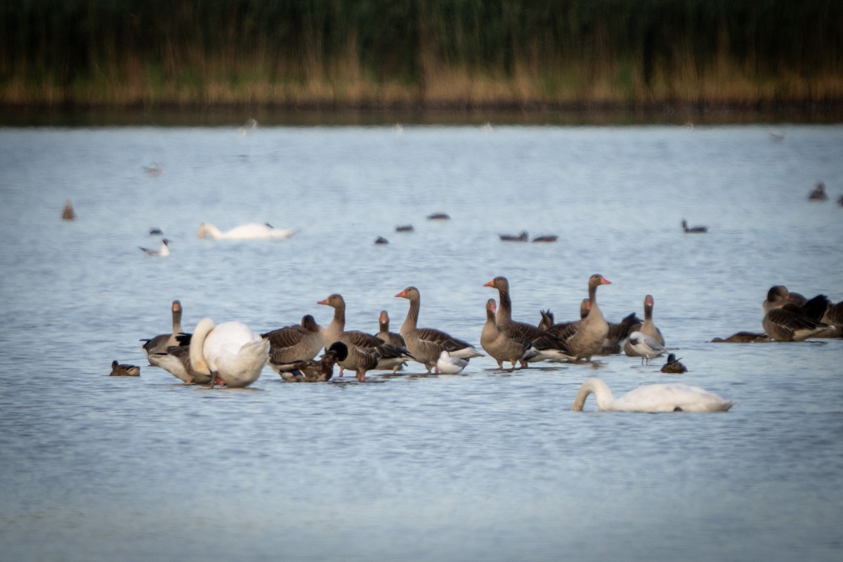 Graylag Goose - ML638720184